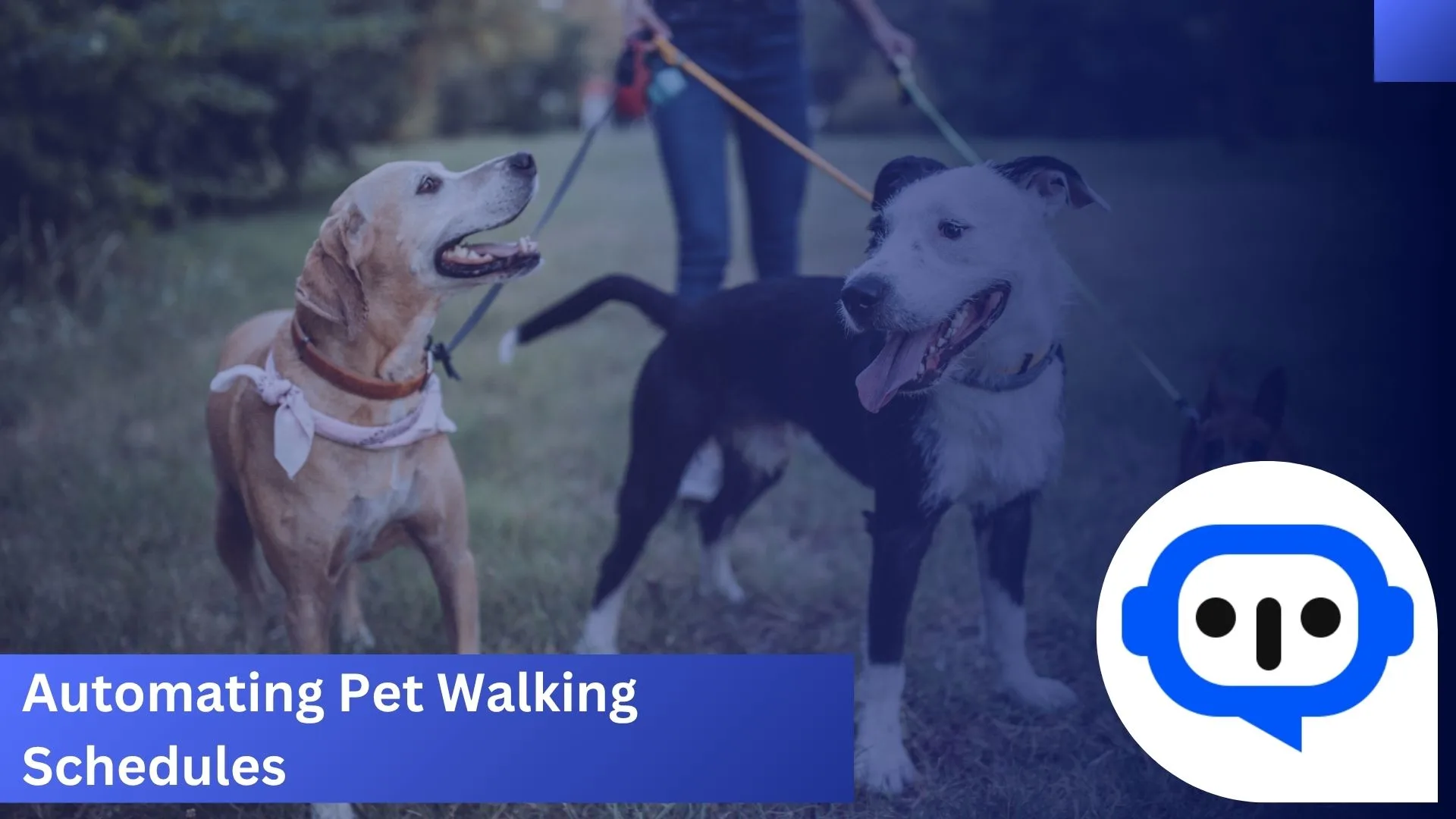 Automating Pet Walking Schedules